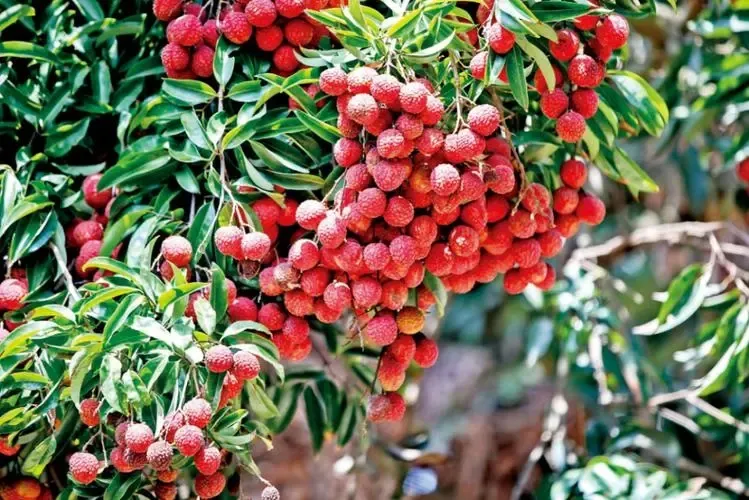 寶安荔魁 寶安荔魁